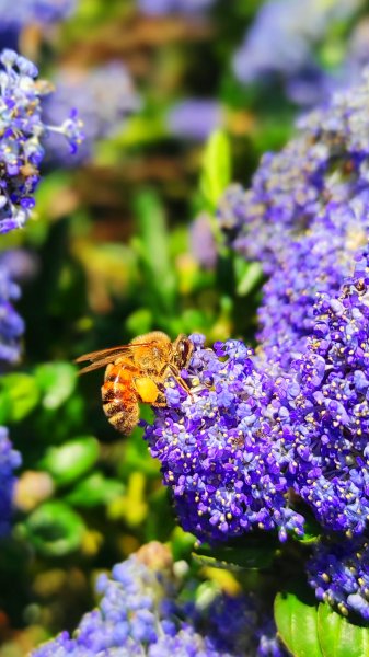 ABEILLE. Au jardin le 24 mai. Fay d'Or (sur lilas de Californie).OLIVIER HENRY